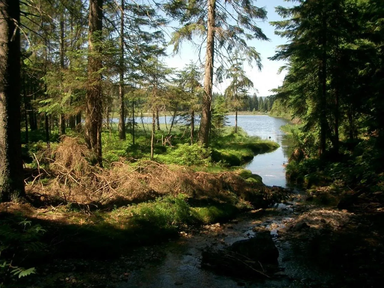 Ferienhof Ellerbeck Langdorf  Langdorf (Regen)